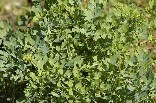 Lomatium californicum (Lomatium californicum)