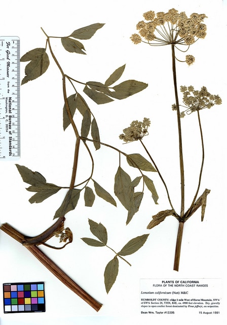 Lomatium californicum