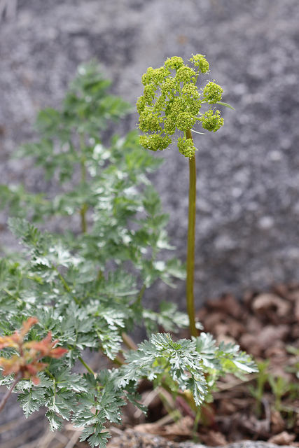 Lomatium dissectum