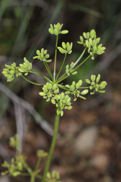 Lomatium dissectum