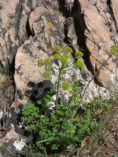 Lomatium dissectum