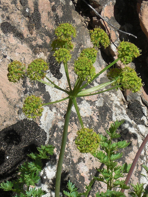 Lomatium dissectum