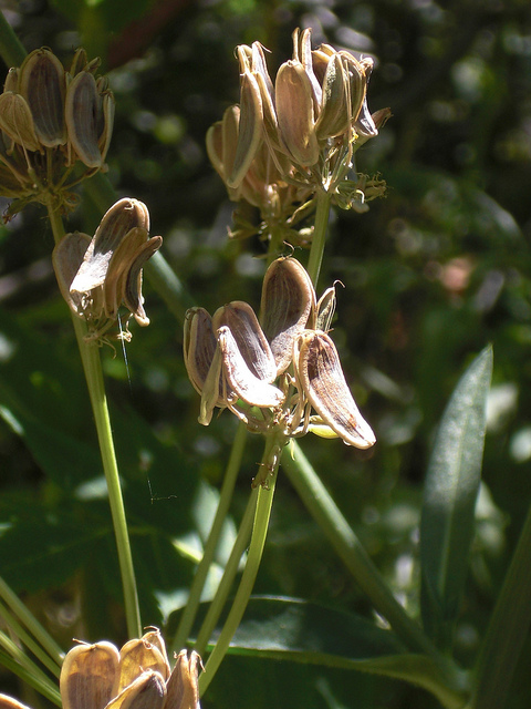 Lomatium dissectum