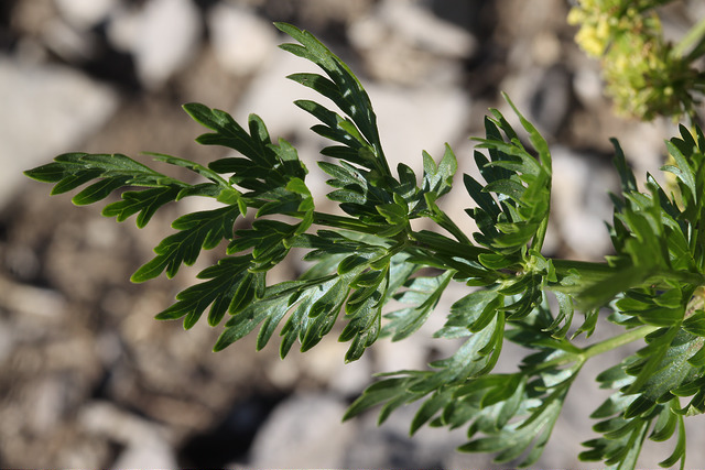 Lomatium dissectum (Lomatium dissectum)