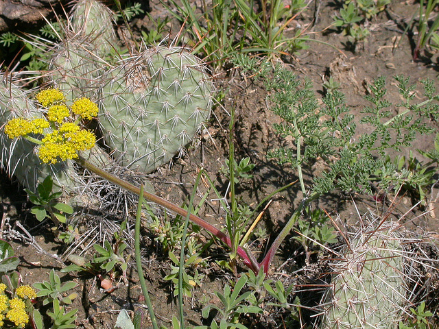 Lomatium foeniculaceum