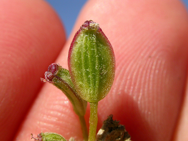 Lomatium foeniculaceum