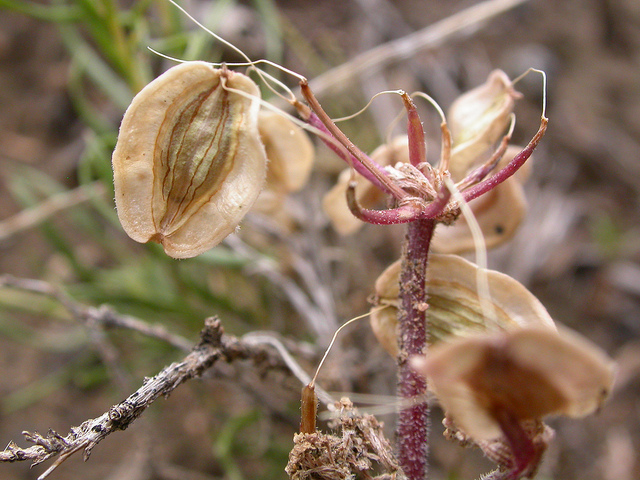 Lomatium foeniculaceum