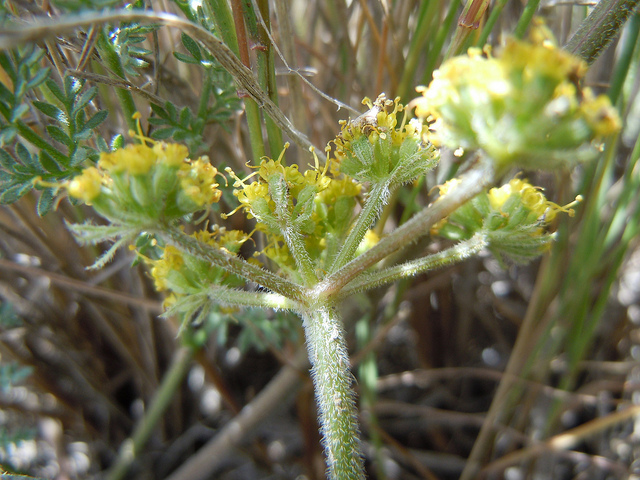 Lomatium foeniculaceum