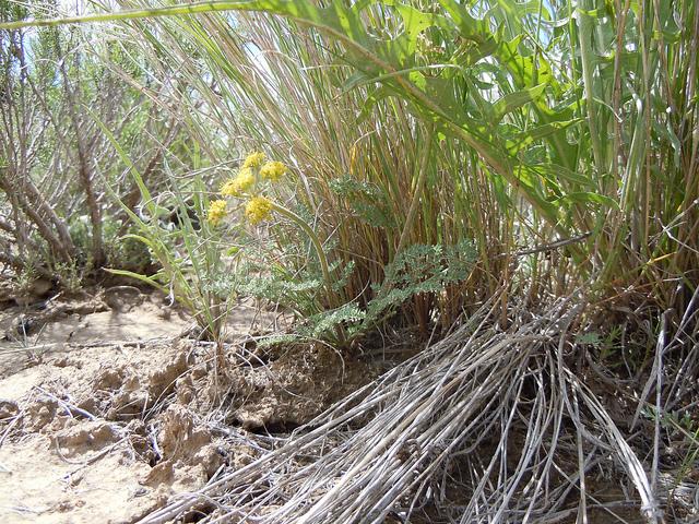 Lomatium foeniculaceum