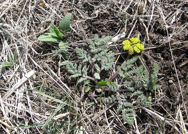 Lomatium foeniculaceum (Lomatium foeniculaceum)