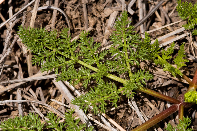 Lomatium grayi (Lomatium grayi)