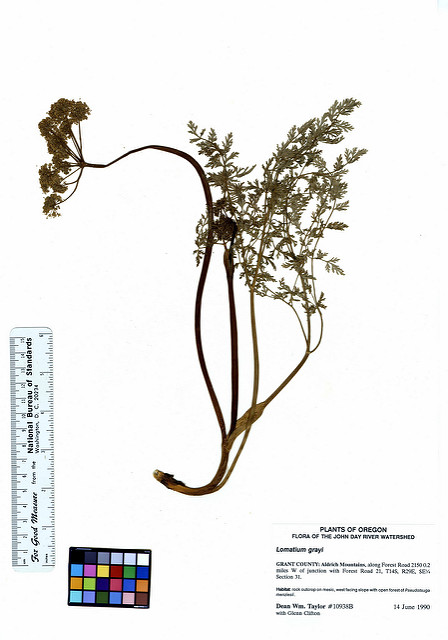 Lomatium grayi