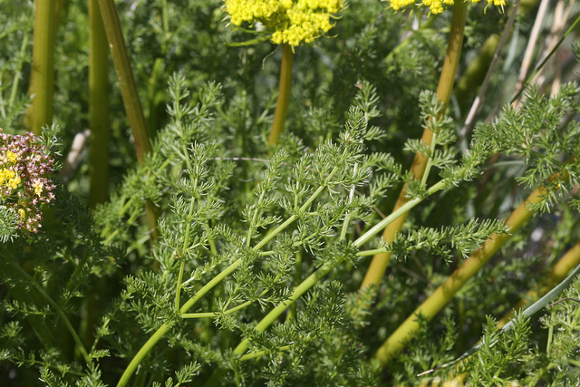 Lomatium grayi