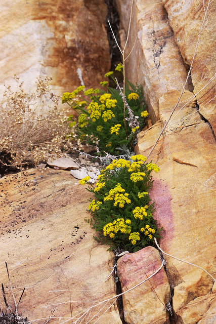 Lomatium grayi