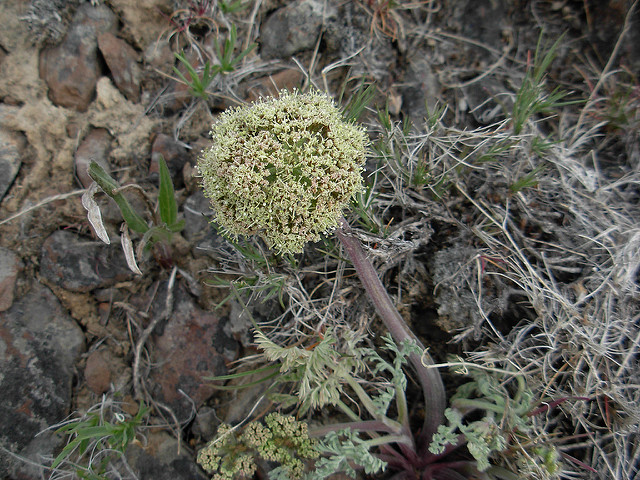 Lomatium macrocarpum (Lomatium macrocarpum)