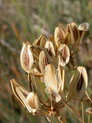 Lomatium macrocarpum