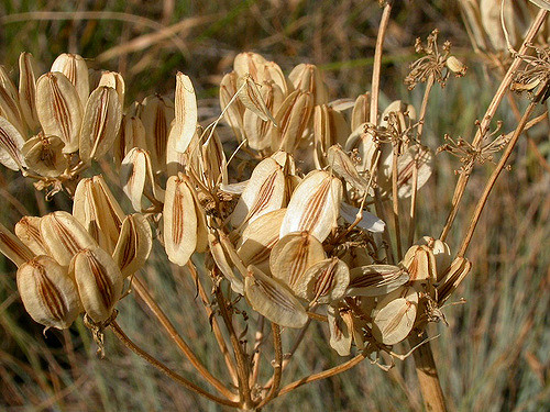 Lomatium macrocarpum