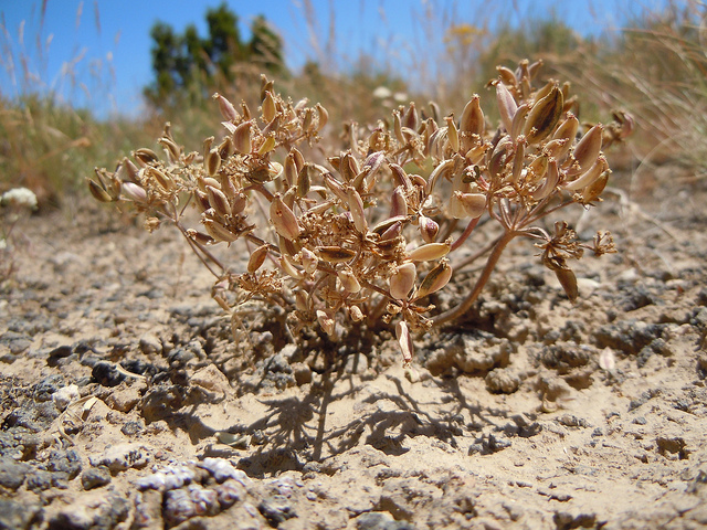 Lomatium macrocarpum