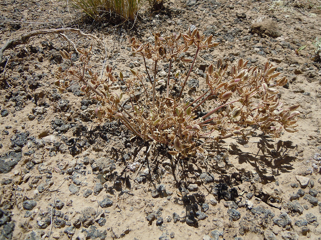 Lomatium macrocarpum
