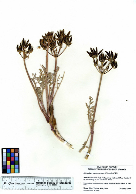 Lomatium macrocarpum
