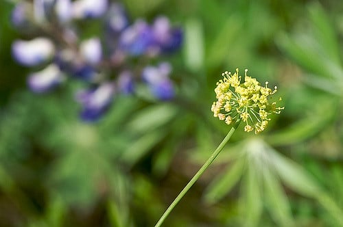 Lomatium nudicaule (Lomatium nudicaule)
