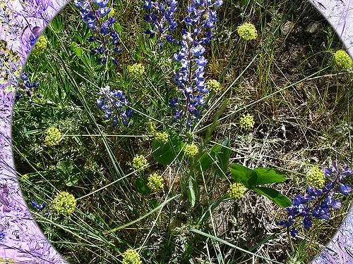 Lomatium nudicaule