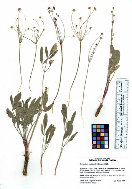 Lomatium nudicaule