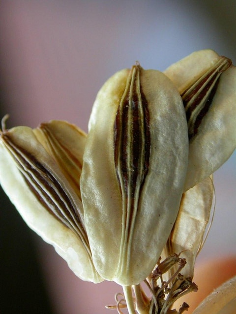 Lomatium triternatum (Lomatium triternatum)