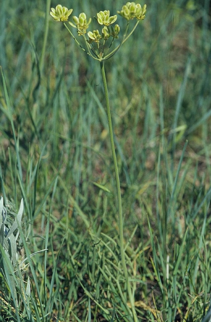 Lomatium triternatum