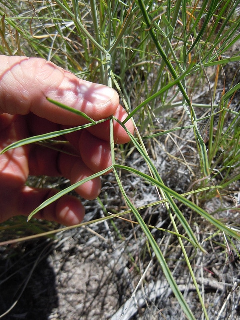 Lomatium triternatum