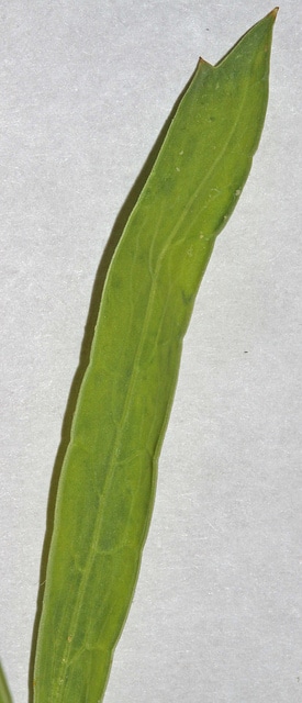 Lomatium triternatum