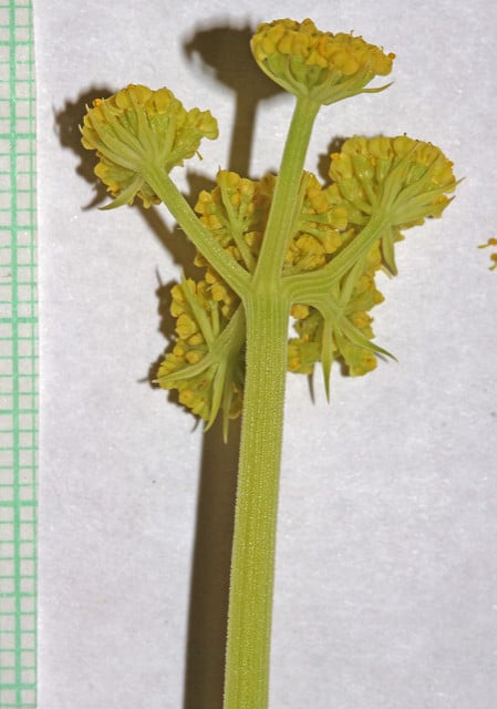 Lomatium triternatum