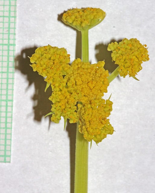 Lomatium triternatum