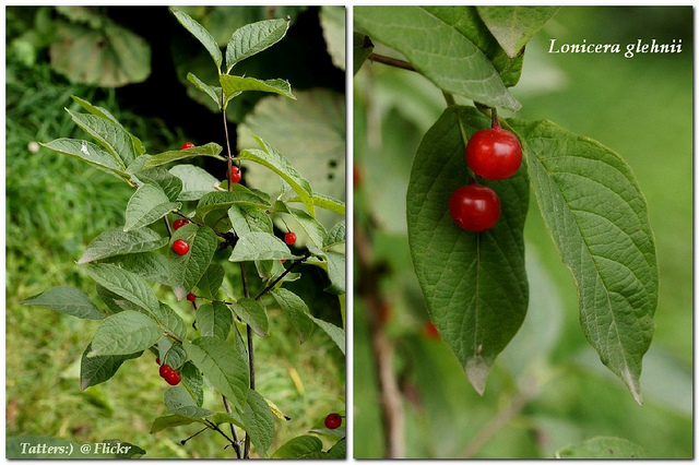 Camérisier des alpes (Lonicera alpigena)