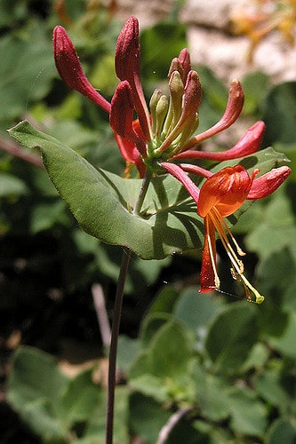 Lonicera arizonica