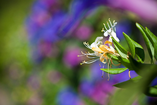 Chèvrefeuille commun (Lonicera caprifolium)