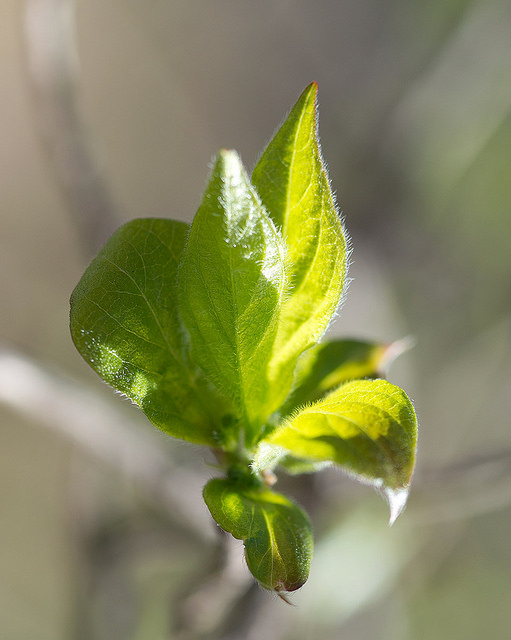 Lonicera chrysantha (Lonicera chrysantha)