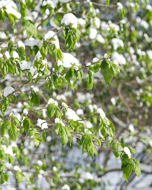 Lonicera chrysantha
