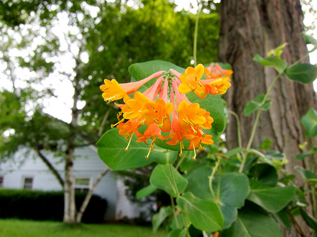 Chèvrefeuille orangé (Lonicera ciliosa)