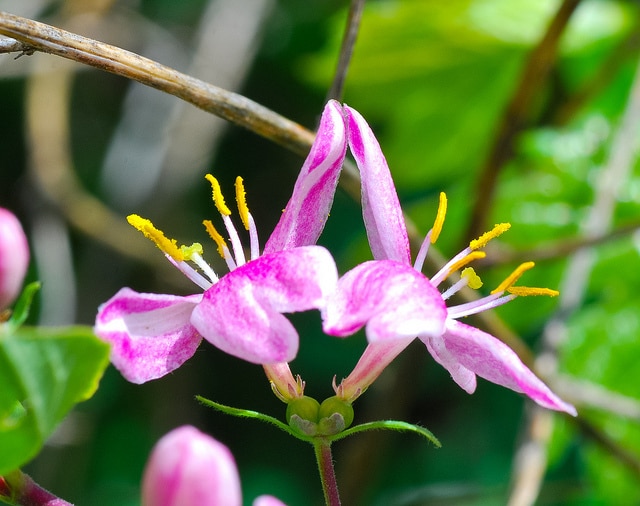 Lonicera dioica