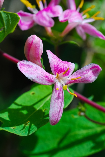 Lonicera dioica