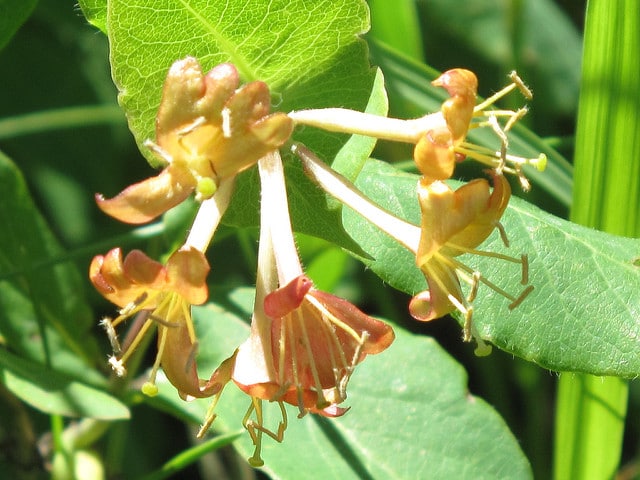 Lonicera dioica