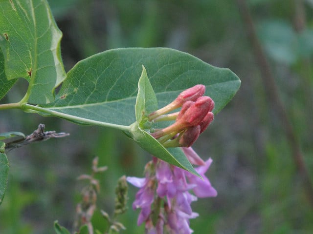 Lonicera dioica