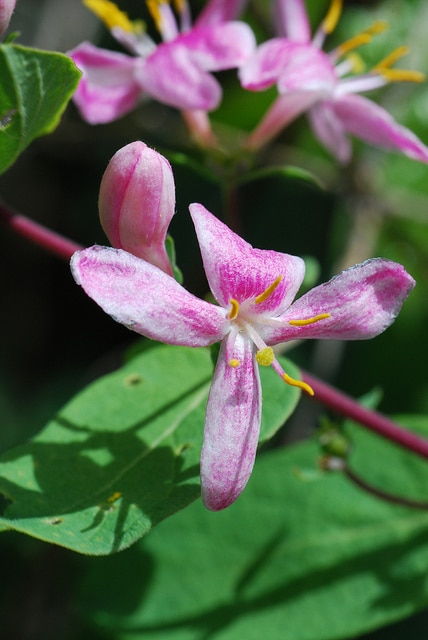 Lonicera dioica