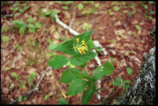 Lonicera dioica