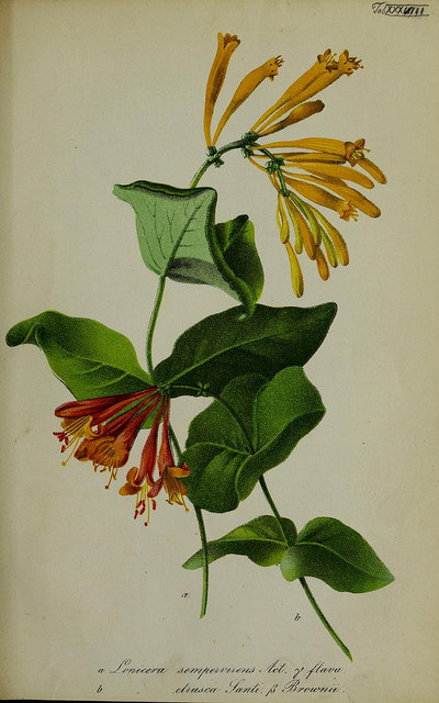 Lonicera etrusca