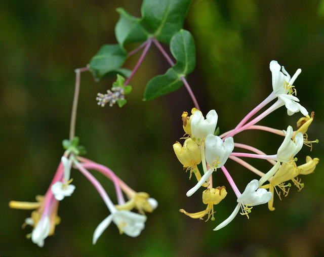 Lonicera etrusca