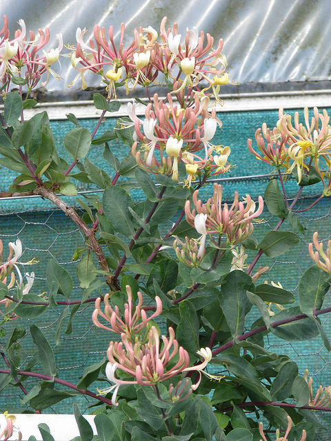 Lonicera etrusca
