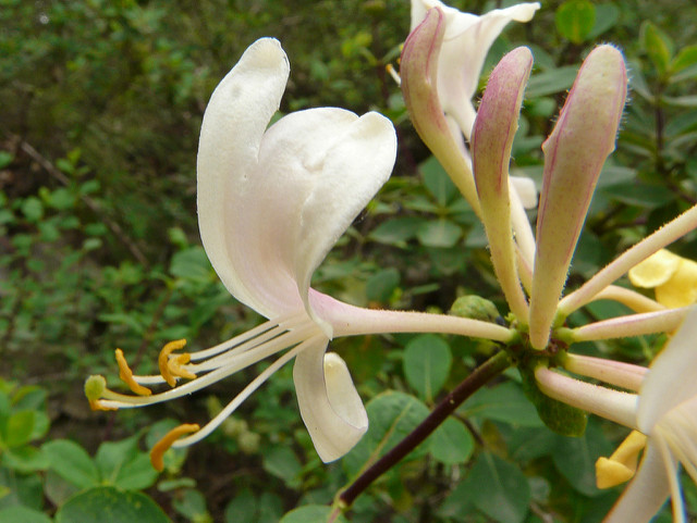 Lonicera etrusca