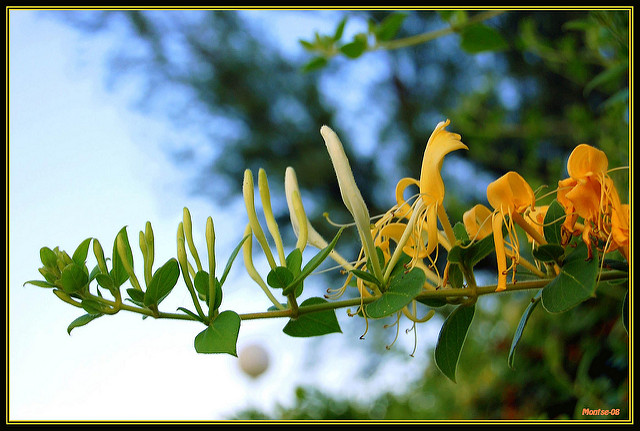 Lonicera etrusca